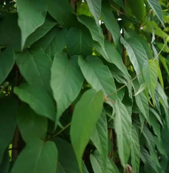 Jasmin du Chili - mandevilla laxa