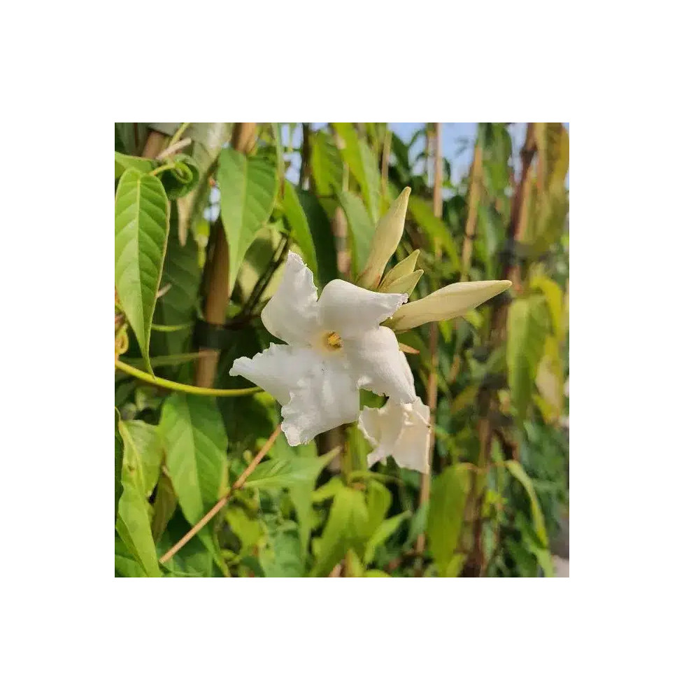 Jasmin du Chili - mandevilla laxa