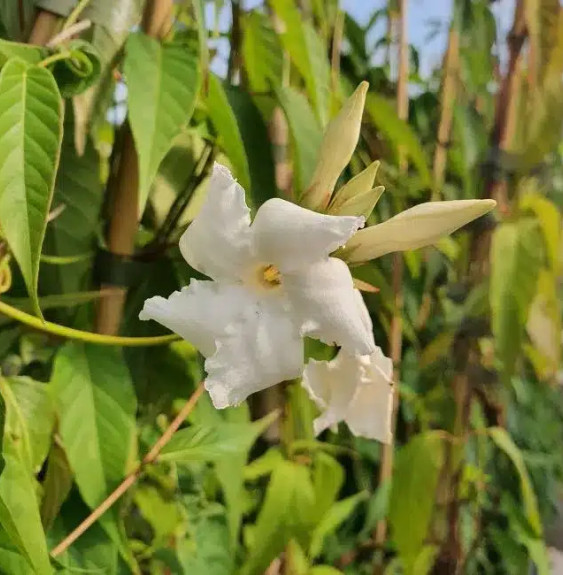 Pépinières Français PF_Jasmin-du Jasmin du Chili - mandevilla laxa