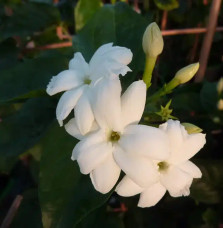 Jasmin d’Arabie – jasminum sambac