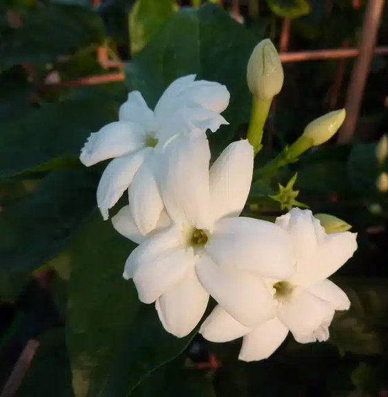 Pépinières Français PF_Jasmin-dAr Jasmin d’Arabie - jasminum sambac