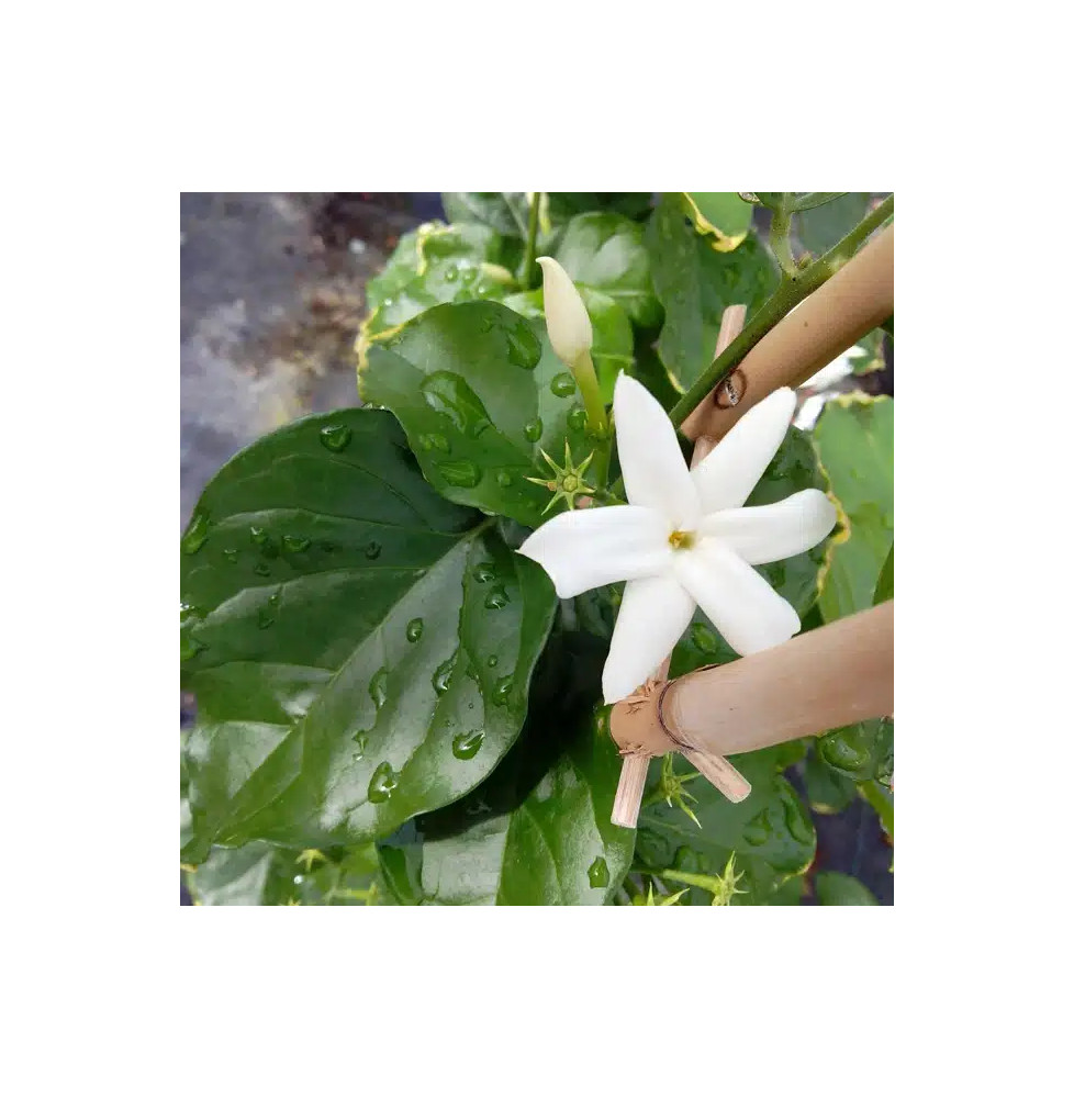 Jasmin d’Arabie – jasminum sambac