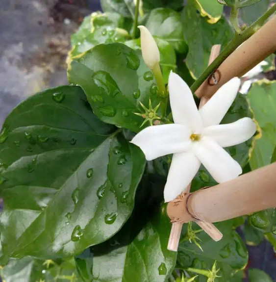 Pépinières Français PF_Jasmin-dAr Jasmin d’Arabie - jasminum sambac