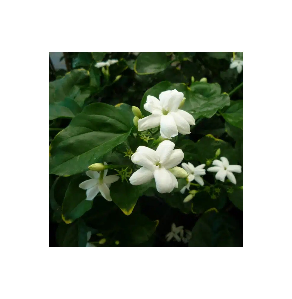 Jasmin d’Arabie – jasminum sambac