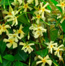 Jasmin étoilé 'Star of Toscane' - trachelospermum jasminoides