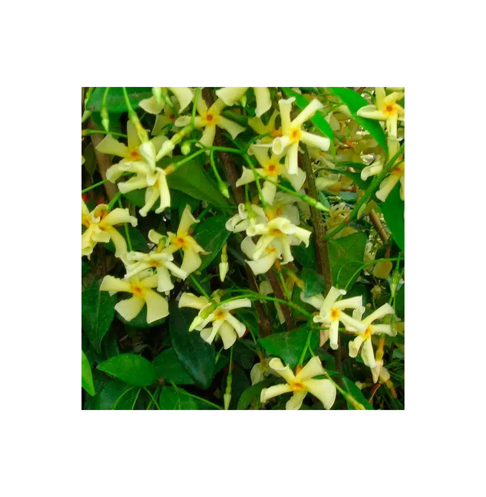 Jasmin étoilé 'Star of Toscane' - trachelospermum jasminoides