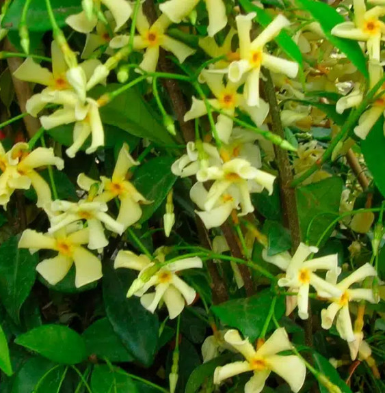 Pépinières Français PF_Jasmin-éto Jasmin étoilé 'Star of Toscane' - trachelospermum jasminoides