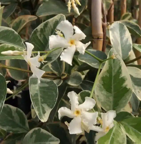 Pépinières Français PF_Jasmin-éto1 Jasmin étoilé 'Variegatum' - trachelospermum jasminoides