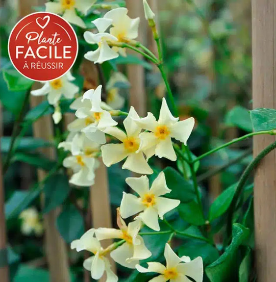 Jasmin étoilé jaune - trachelospermum asiaticum