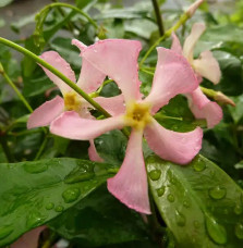 Jasmin étoilé rose  - trachelospermum asiaticum