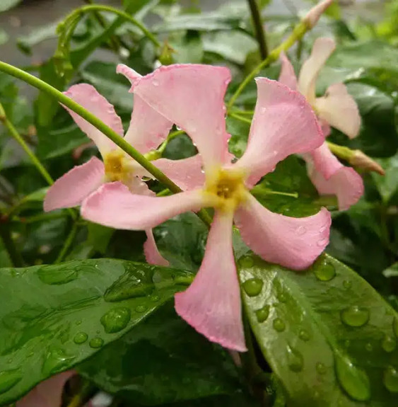 Jasmin étoilé rose  - trachelospermum asiaticum