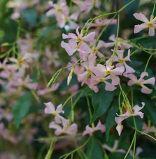 Jasmin étoilé rose  - trachelospermum asiaticum