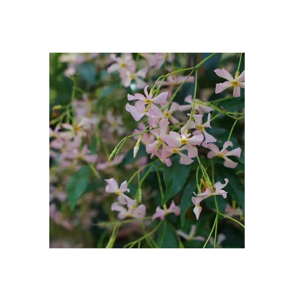 Jasmin étoilé rose  - trachelospermum asiaticum