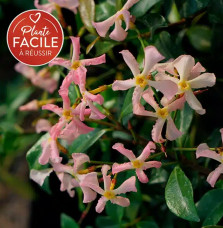 Jasmin étoilé rose  - trachelospermum asiaticum