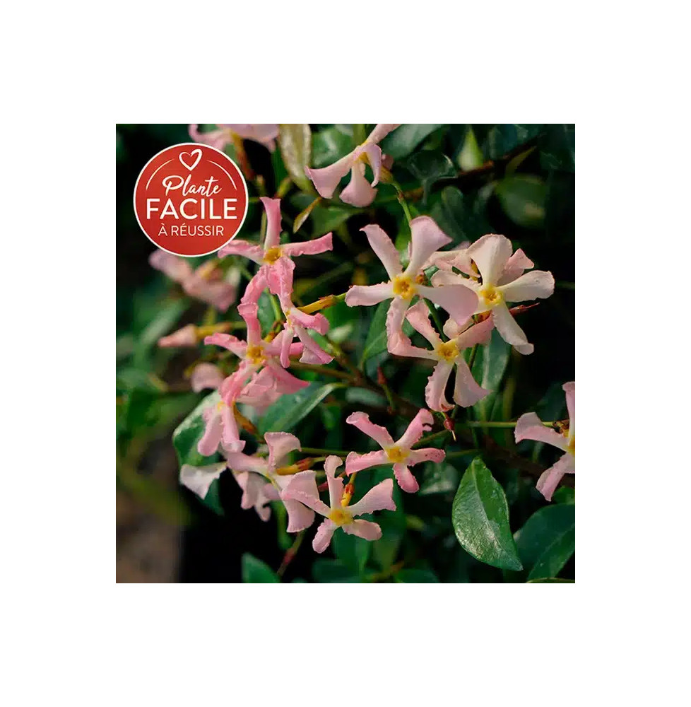 Jasmin étoilé rose  - trachelospermum asiaticum