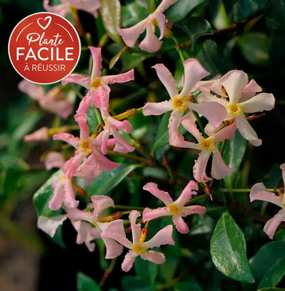 Pépinières Français PF_Jasmin-éto06 Jasmin étoilé rose - trachelospermum asiaticum