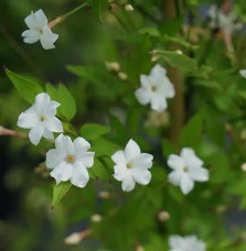 Jasmin officinal 'Affine' - jasminum officinalis