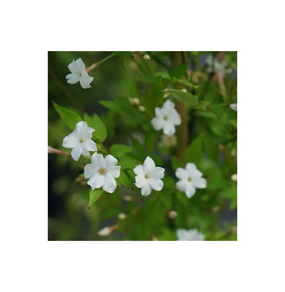 Jasmin officinal 'Affine' - jasminum officinalis