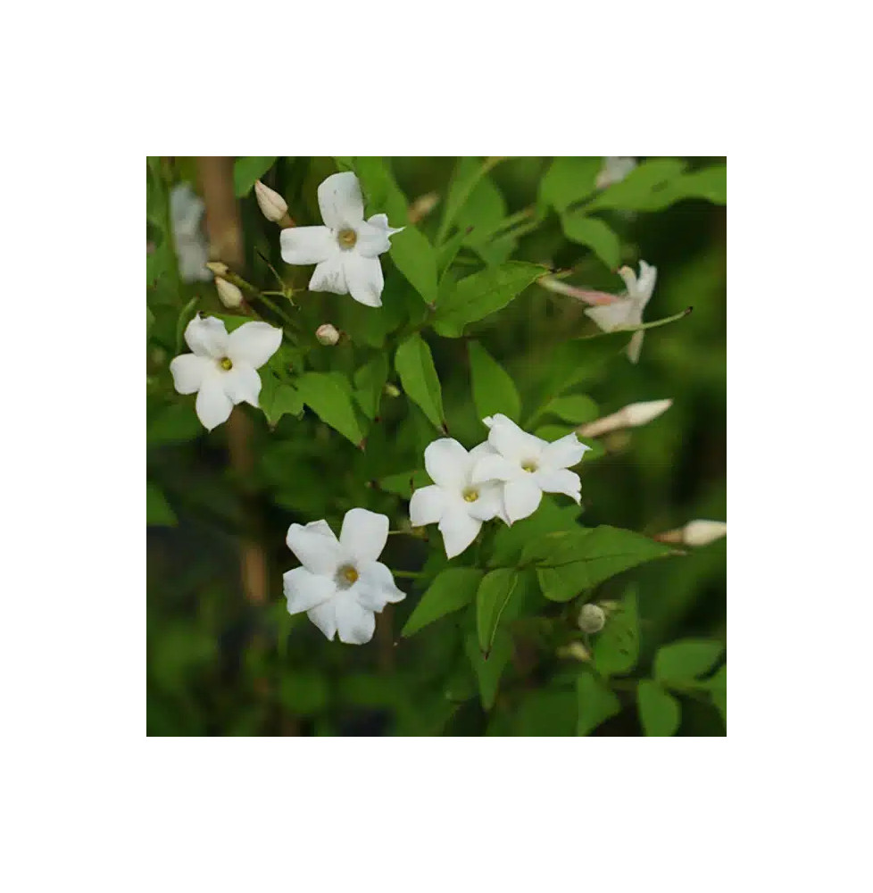 Jasmin officinal 'Affine' - jasminum officinalis