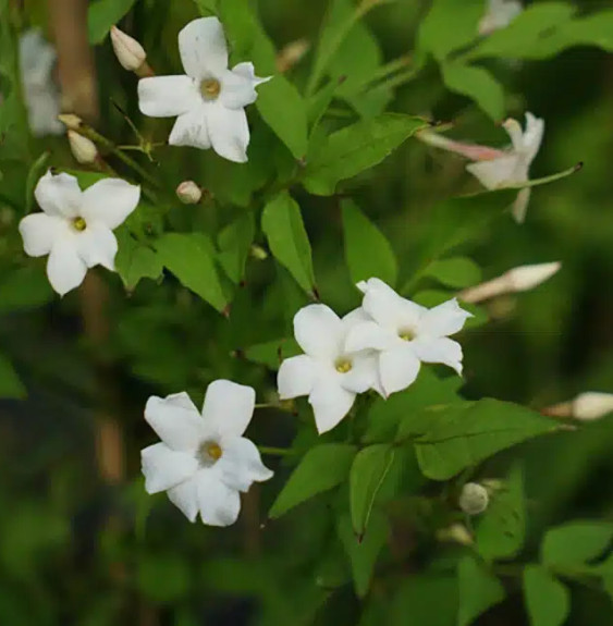 Pépinières Français PF_Jasmin-off Jasmin officinal 'Affine' - jasminum officinalis