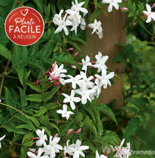 Jasmin officinal 'Affine' - jasminum officinalis