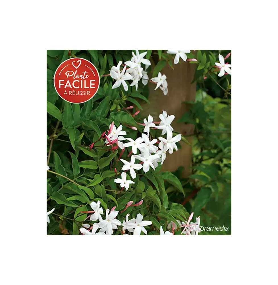 Jasmin officinal 'Affine' - jasminum officinalis