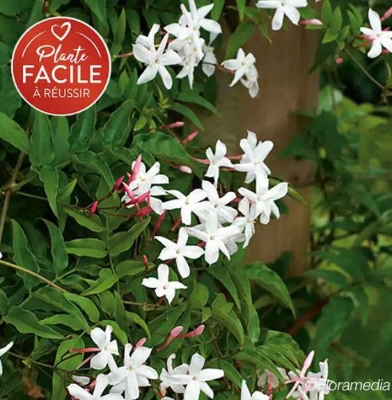 Pépinières Français PF_Jasmin-off Jasmin officinal 'Affine' - jasminum officinalis