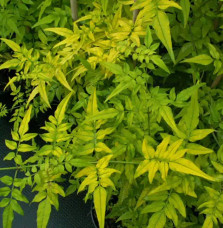 Pépinières Français PF_Jasmin-off6 Jasmin officinal 'Aureovariegatum' - jasminum officinalis