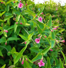 Jasmin rose 'Beesianum' - jasminum