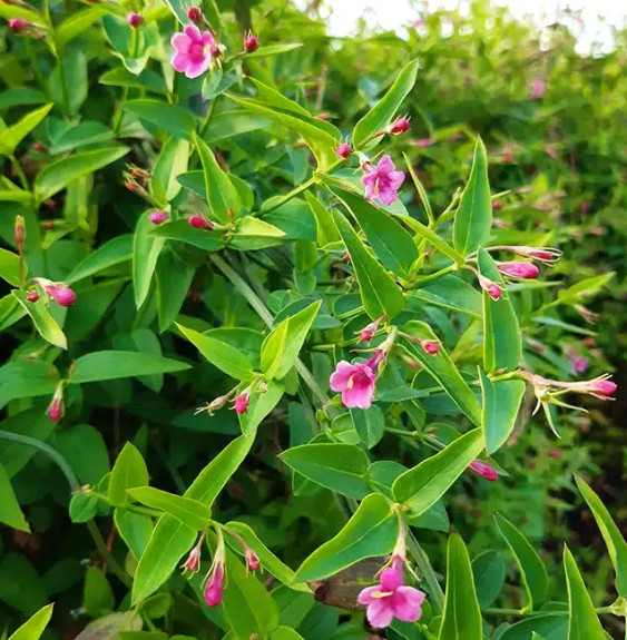 Jasmin rose 'Beesianum' - jasminum