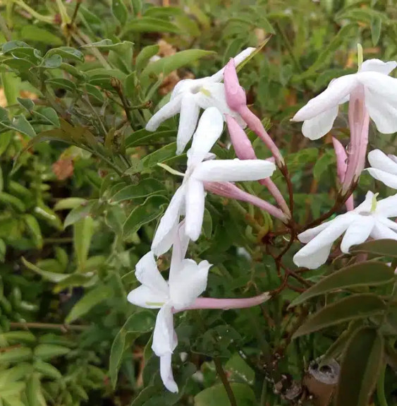 Jasmin rosé d'hiver - jasminum polyanthum