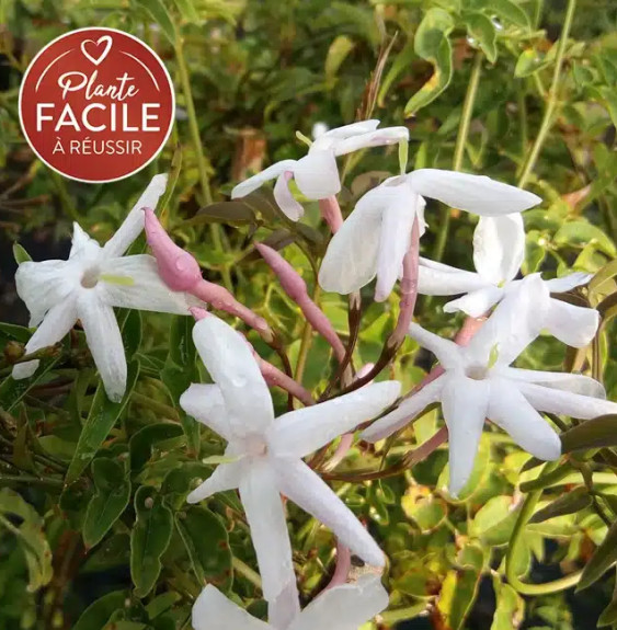 Pépinières Français PF_Jasmin-ros5 Jasmin rosé d'hiver - jasminum polyanthum