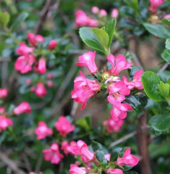 ESCALONIA ‘Pride of donard’  / Escallonia 'Pride Of Donard'