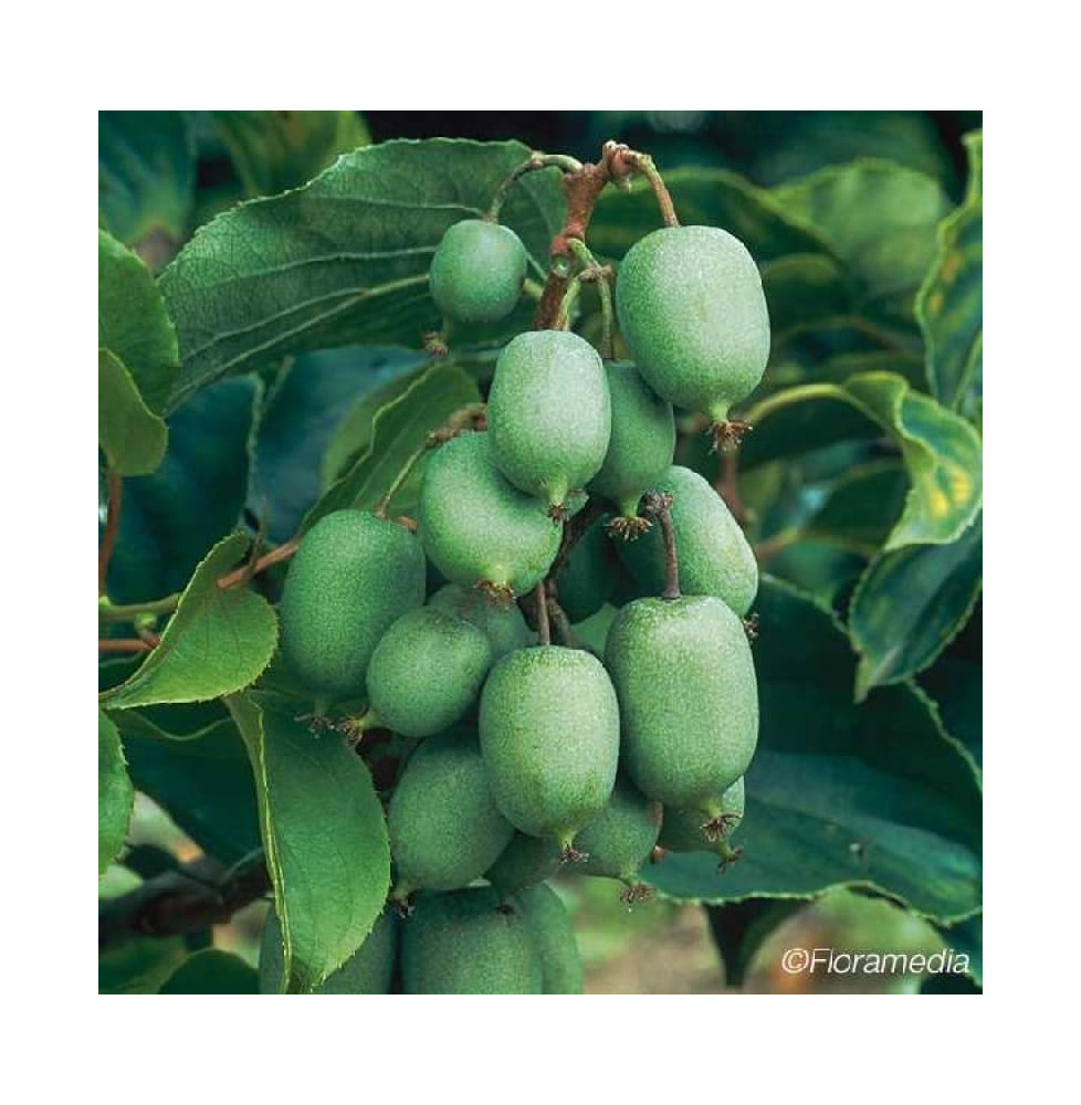 Kiwaï autofertile 'Kokuwa' - actinidia arguta