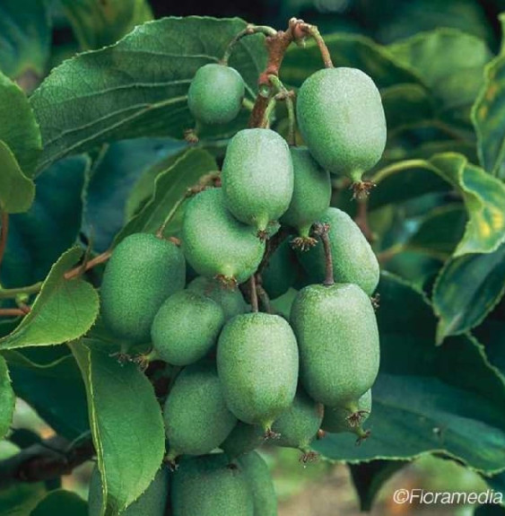 Kiwaï autofertile 'Kokuwa' - actinidia arguta