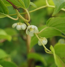 Kiwaï autofertile 'Vitikiwi®' - actinidia arguta