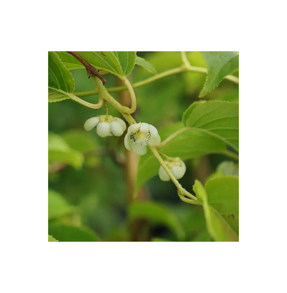 Kiwaï autofertile 'Vitikiwi®' - actinidia arguta