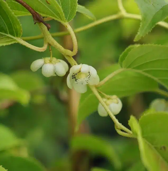 Kiwaï autofertile 'Vitikiwi®' - actinidia arguta