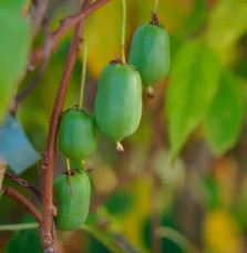 Kiwaï autofertile 'Vitikiwi®' - actinidia arguta