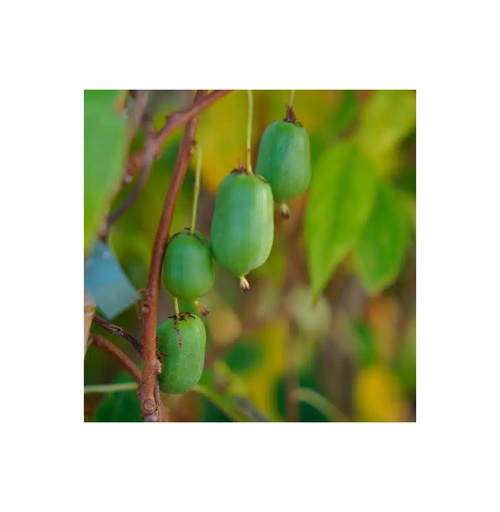 Kiwaï autofertile 'Vitikiwi®' - actinidia arguta