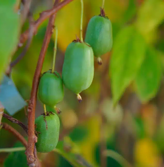 Kiwaï autofertile 'Vitikiwi®' - actinidia arguta