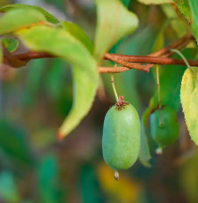 Kiwaï autofertile 'Vitikiwi®' - actinidia arguta