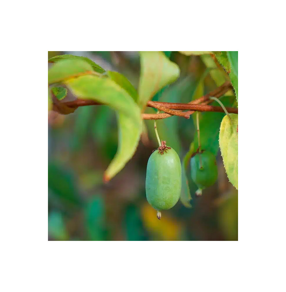 Kiwaï autofertile 'Vitikiwi®' - actinidia arguta