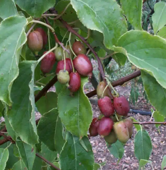 Kiwaï femelle 'Ken's red'- actinidia arguta