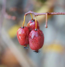 Kiwaï femelle à fruits rouges - actinidia arguta