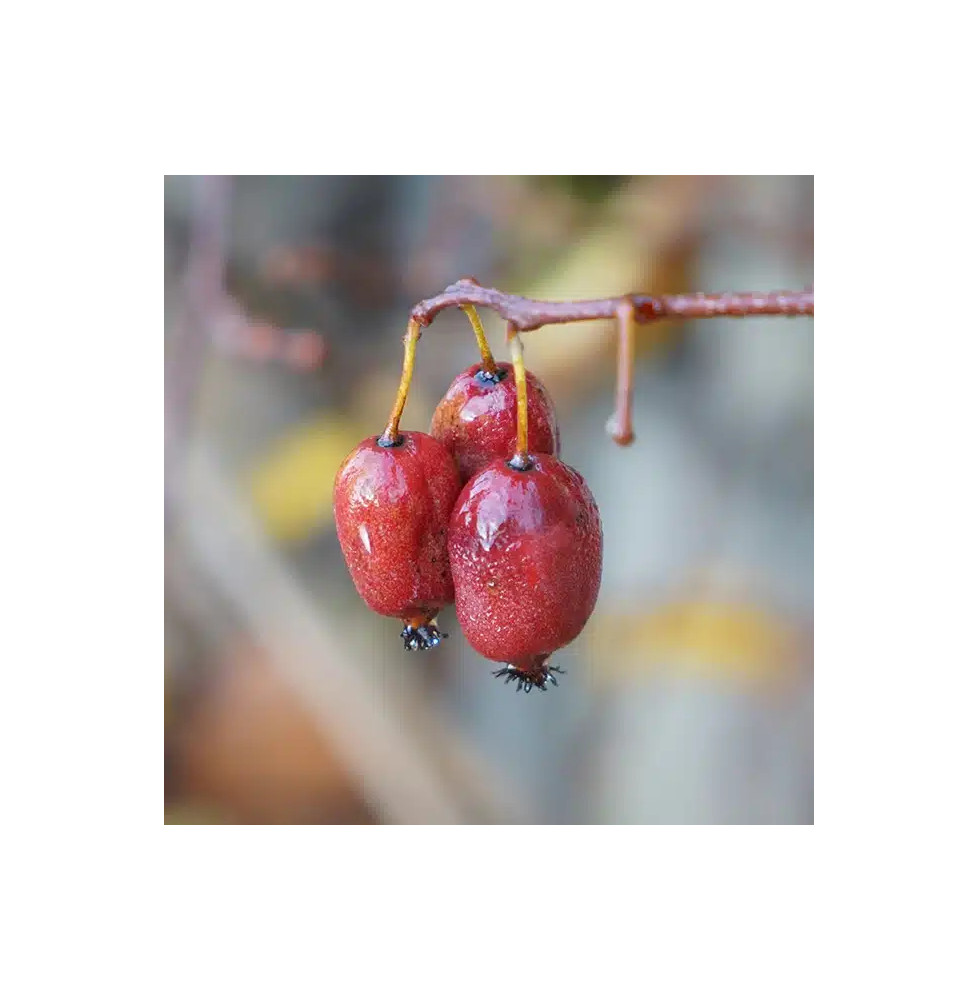 Kiwaï femelle à fruits rouges - actinidia arguta