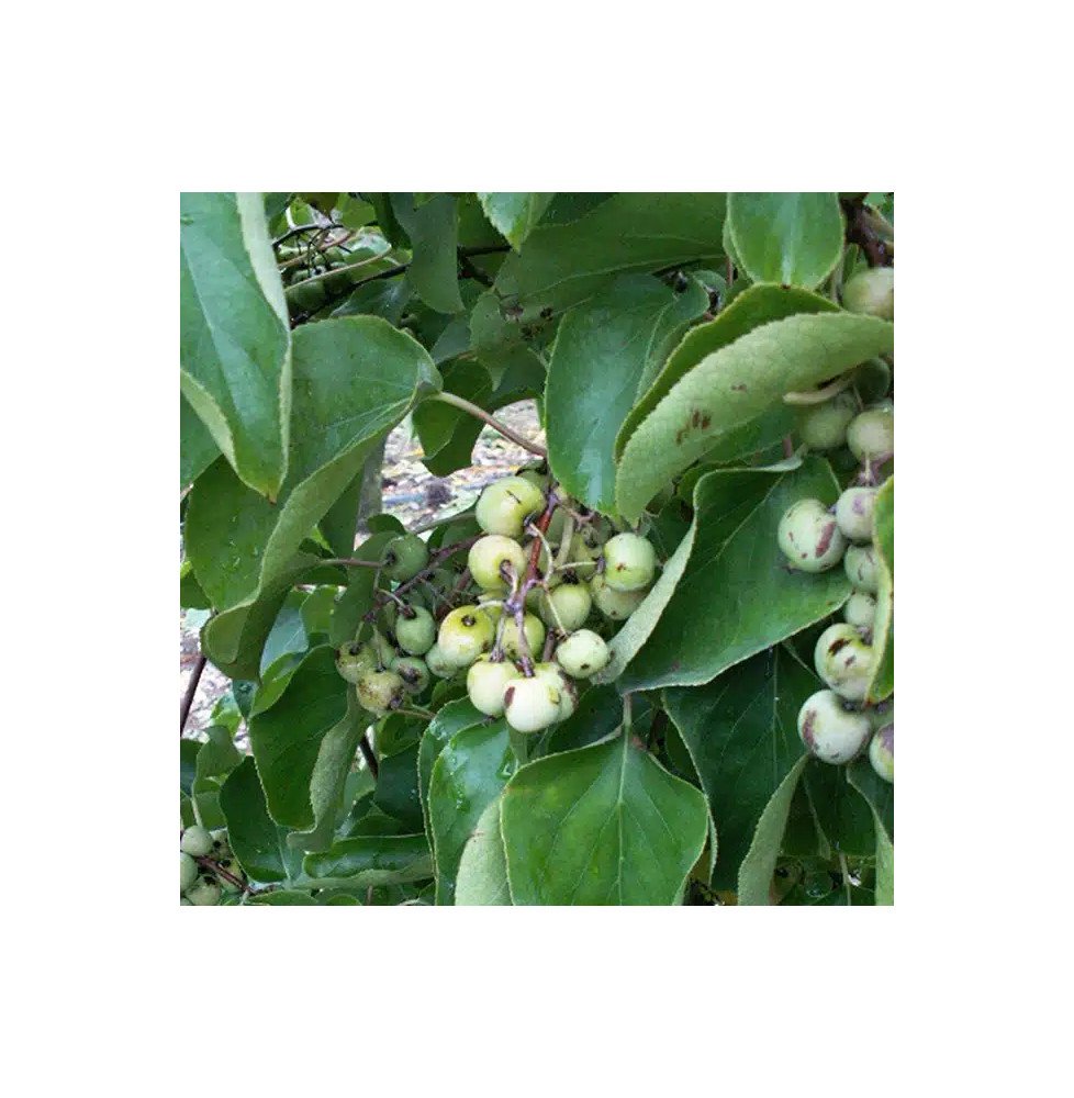 Pépinières Français PF_Kiwaï-feme23 Kiwaï femelle à fruits verts - actinidia arguta