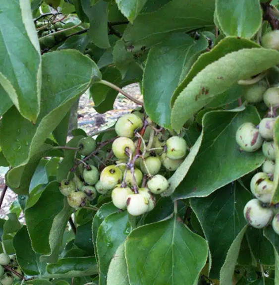 Kiwaï femelle à fruits verts - actinidia arguta