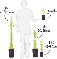 Pépinières Français PF_Kiwaï-feme23 Kiwaï femelle à fruits verts - actinidia arguta