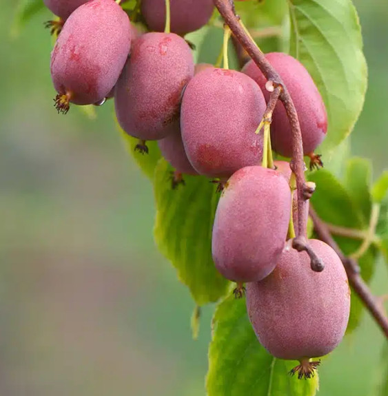 Kiwaï femelle Bingo® - actinidia arguta